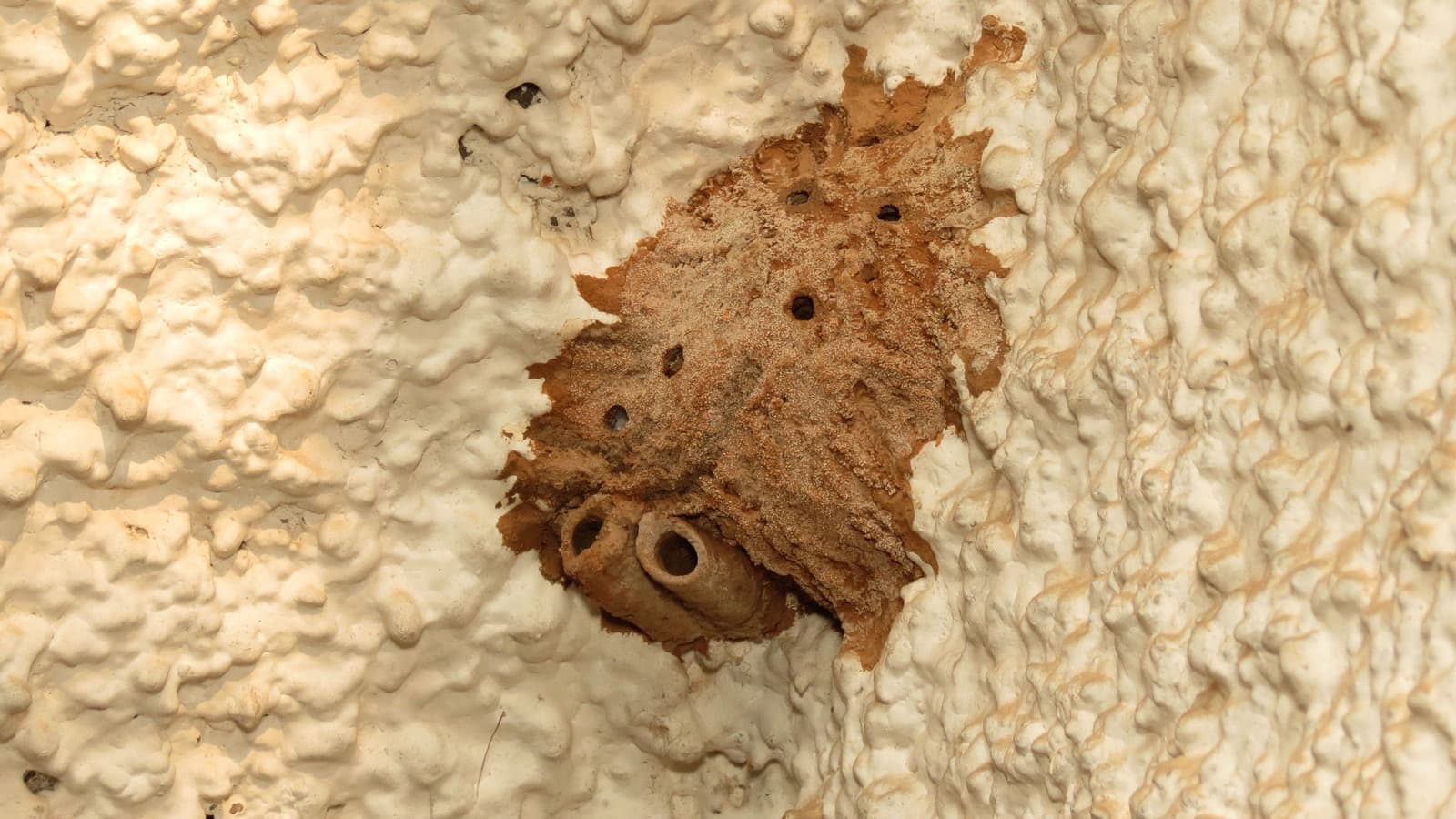 Mud-dauber wasp nest of dried brown mud, with small round holes and tube-shaped openings, stuck to a textured white wall