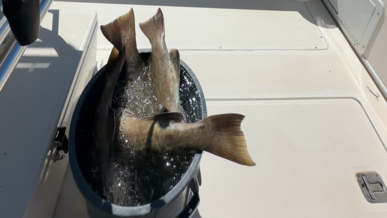 Grouper tails sticking out of an ice bucket on the deck of a center console