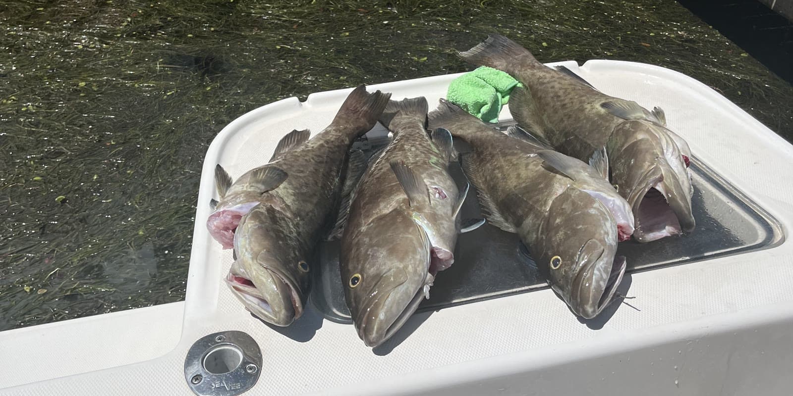 Tampa Bay Fishing Seasons 2026–2027: What's Open Each Month, Inshore and Offshore